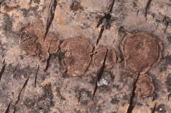 Hypoxylon cercidicola