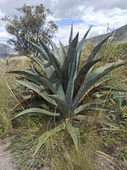 Agave cordillerensis