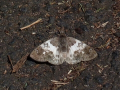 Polyctor polyctor