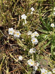Plagiobothrys chorisianus hickmanii