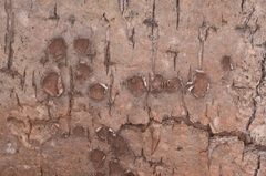 Hypoxylon cercidicola