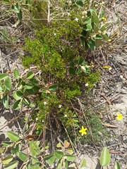 Arcytophyllum thymifolium