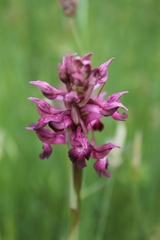 Anacamptis coriophora