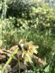 Oxythyrea funesta