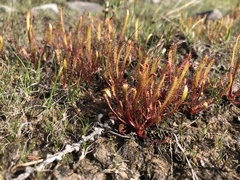 Drosera linearis