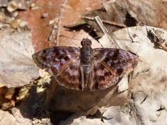 Ebrietas
