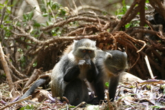Cercopithecus mitis kolbi