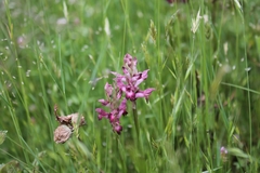 Anacamptis coriophora