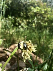 Oxythyrea funesta
