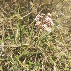 Asclepias senecionifolia