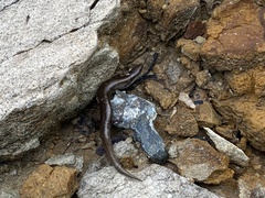 Chalcides bedriagai