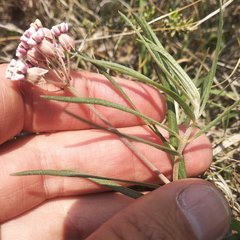 Asclepias senecionifolia