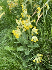 Primula veris