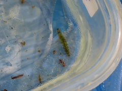 Rhyacophiloidea