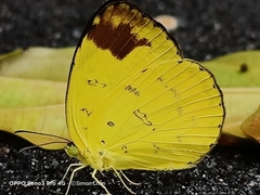 Eurema simulatrix