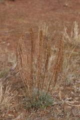 Artemisia campestris pacifica