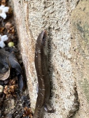 Chalcides bedriagai