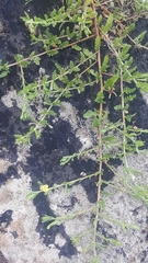 Oenothera laciniata