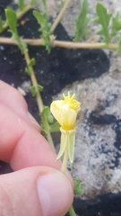 Oenothera laciniata