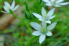 Ornithogalum umbellatum