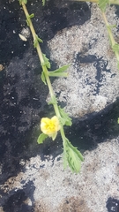 Oenothera laciniata