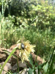 Oxythyrea funesta