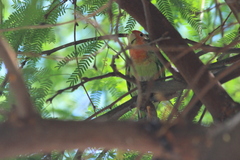 Agapornis roseicollis