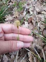 Carex michelii