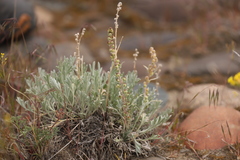 Artemisia campestris borealis