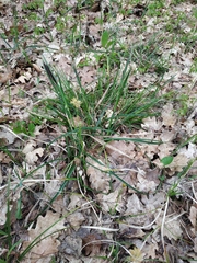 Carex michelii