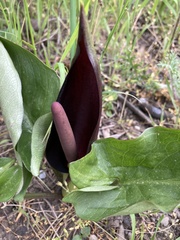Arum elongatum