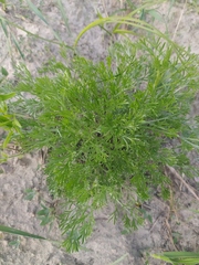 Artemisia abrotanum