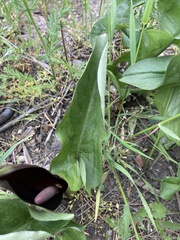 Arum elongatum