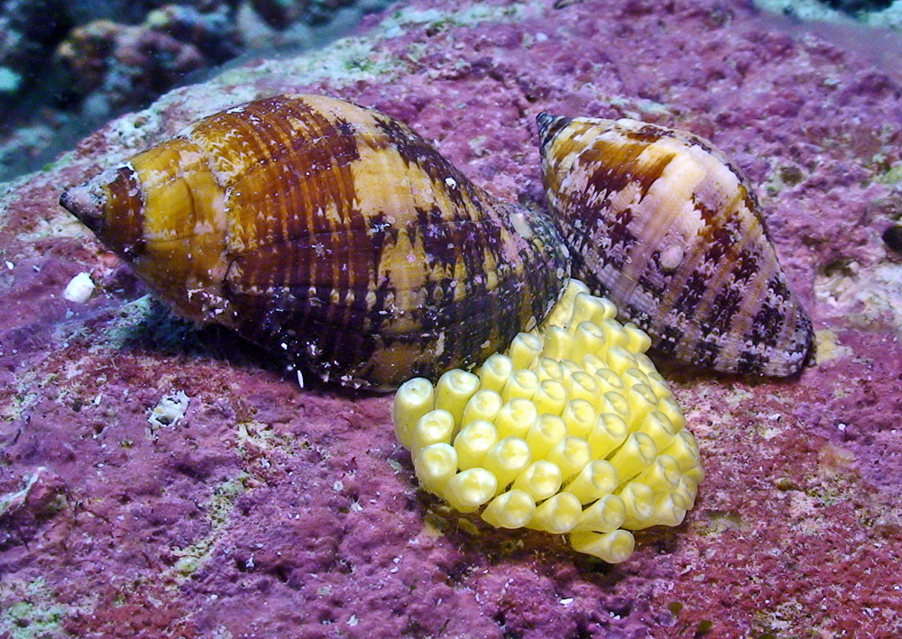 Rapanine Whelks