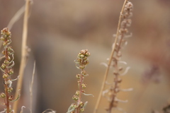 Artemisia campestris borealis