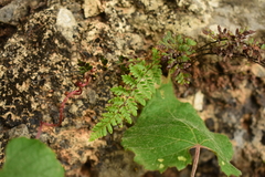 Myriopteris alabamensis