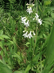 Penstemon