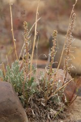 Artemisia campestris borealis