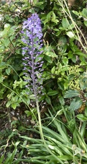 Scilla hyacinthoides