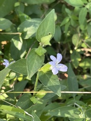 Barleria ventricosa