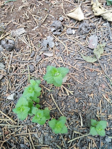 Veronica javanica iNat (3)