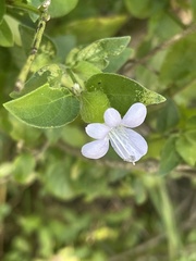 Barleria ventricosa