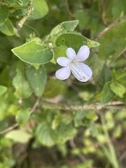 Barleria ventricosa
