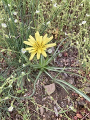 Pseudopodospermum molle