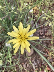 Pseudopodospermum molle