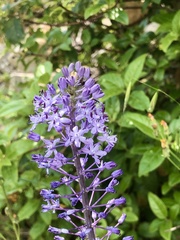 Scilla hyacinthoides