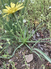 Pseudopodospermum molle