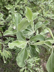 Pyrus elaeagrifolia