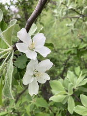 Pyrus elaeagrifolia