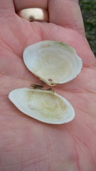 Macoma inquinata